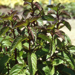 Menthe Bergamote